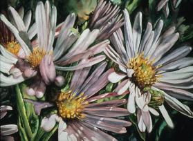 SMOOTH ASTERS - DAISY FAMILY