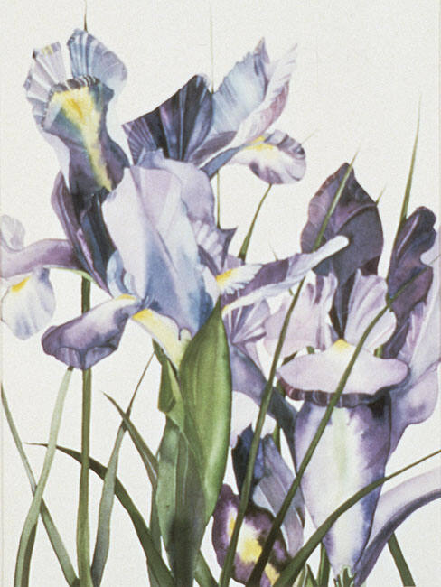 IRIS #3