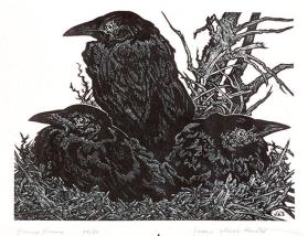 YOUNG CROWS
