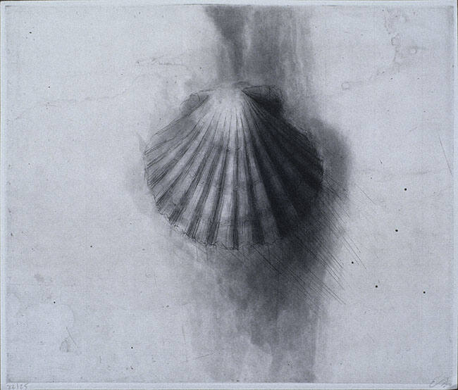 UNTITLED (SEASHELL)