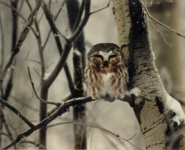 SAW-WHET OWL