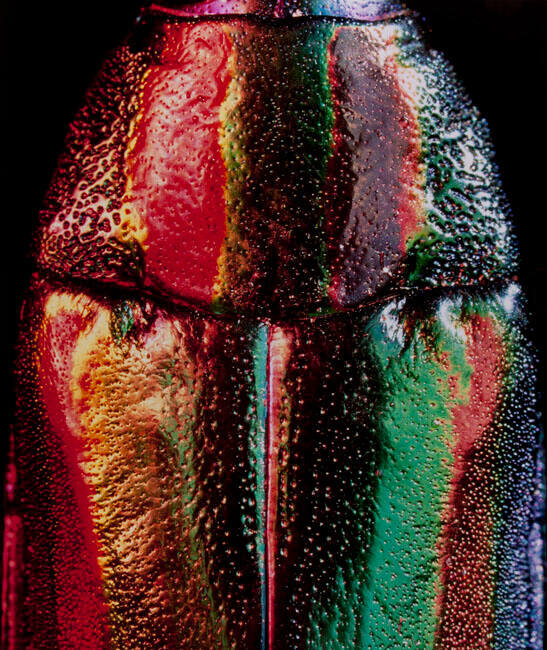 BUPRESTIDAE #1