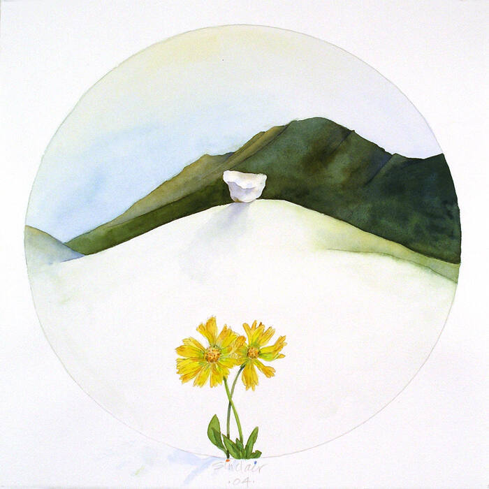 STANDING SITTING (ALBERTA WILDFLOWER SERIES) ARNICA, OLD FORT POINT