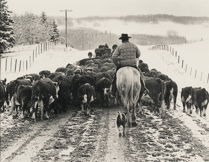 HERDING THEM HOME