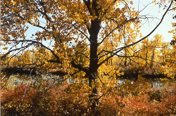 AUTUMN TREES, CALGARY