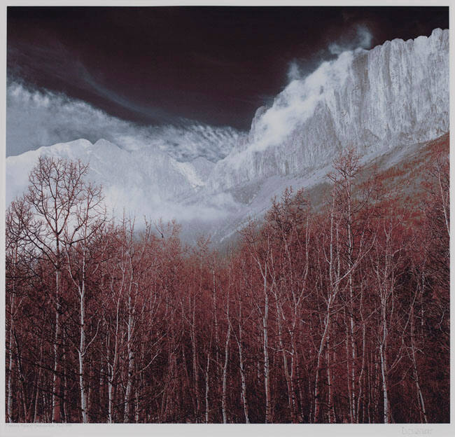 POPLARS, FACE OF YAMNUSKA, ALBERTA