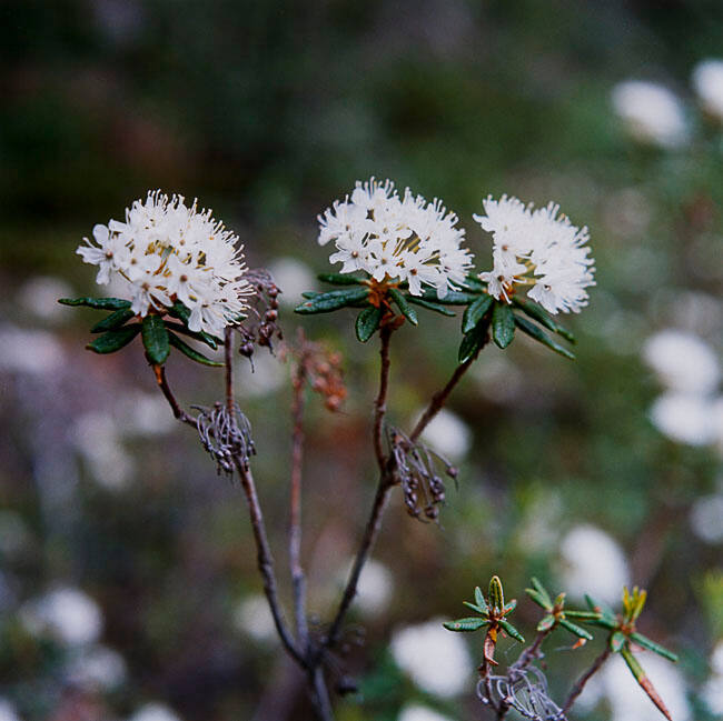 LABRADOR TEA, SIFLEUR FALLS TRAIL, ALBERTA