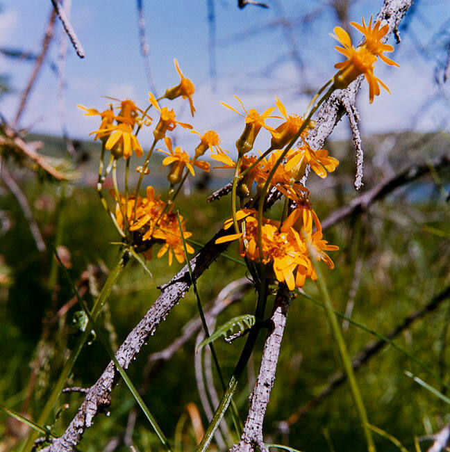 MEADOW ARNICA, CYPRESS HILLS, ALBERTA