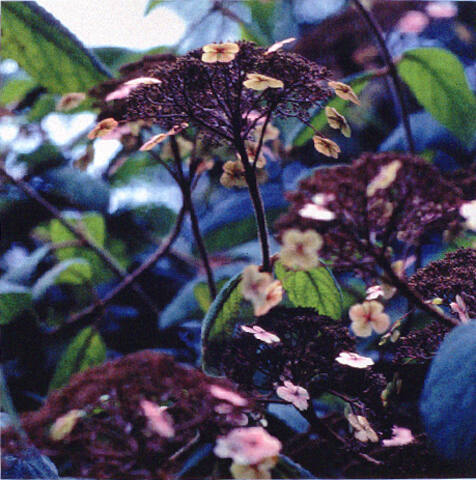 DARK HYDRANGEA, HIDCOTE GARDEN