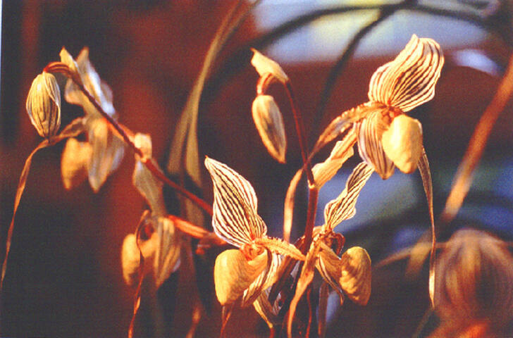 ORCHIDS, MUTTART CONSERVATORY