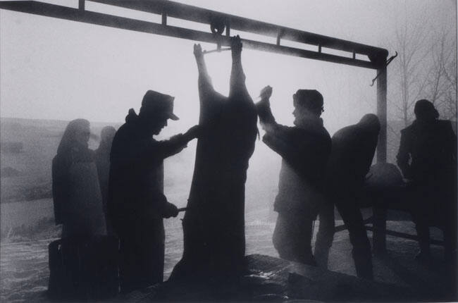 BUTCHERING HOGS, LITTLE BOW COLONY, ALBERTA