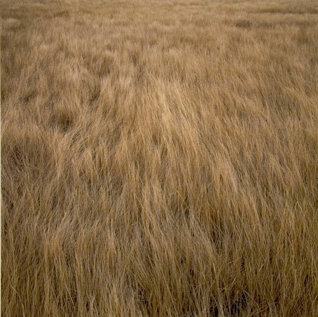 GRASSES #4