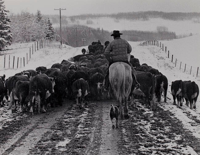 HERDING THEM HOME