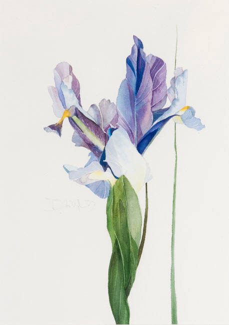 IRIS #1