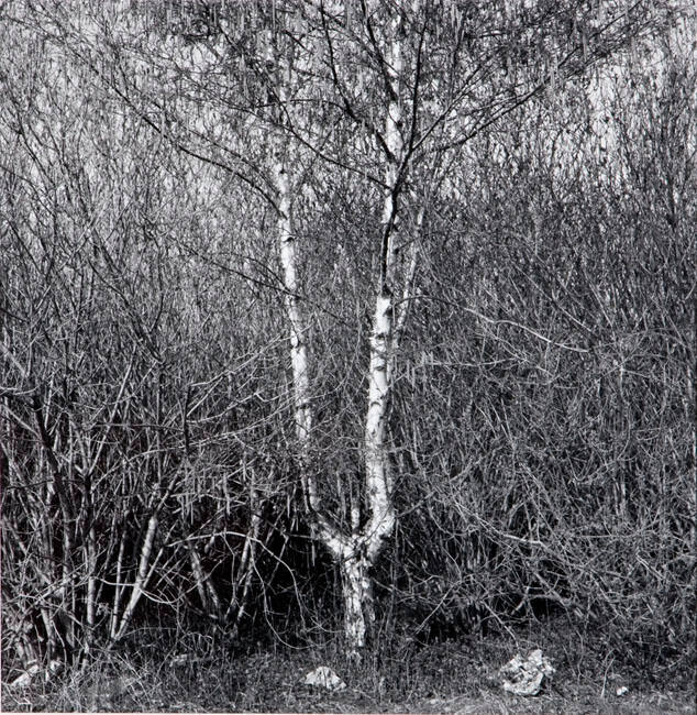 TREES-EDMONTON