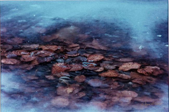 LEAVES IN ICE