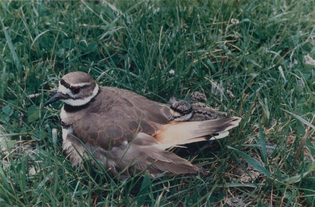 KILLDEER AND CHICK