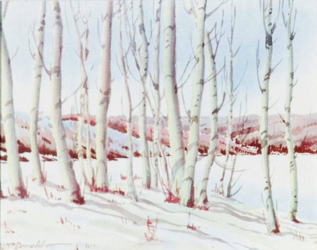 BIRCH TREES IN WINTER