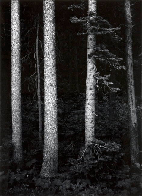 PINE FOREST, MOUNT CARTHEW NEAR CAMERON LAKE