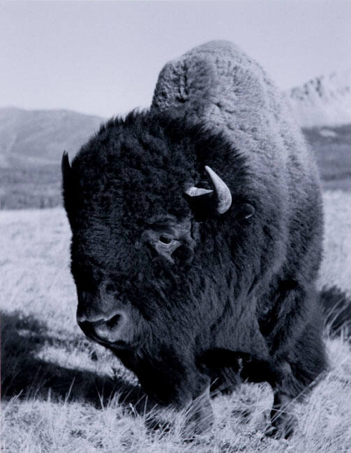 BULL, BUFFALO PADDOCK, WATERTON LAKES NATIONAL PARK 1971