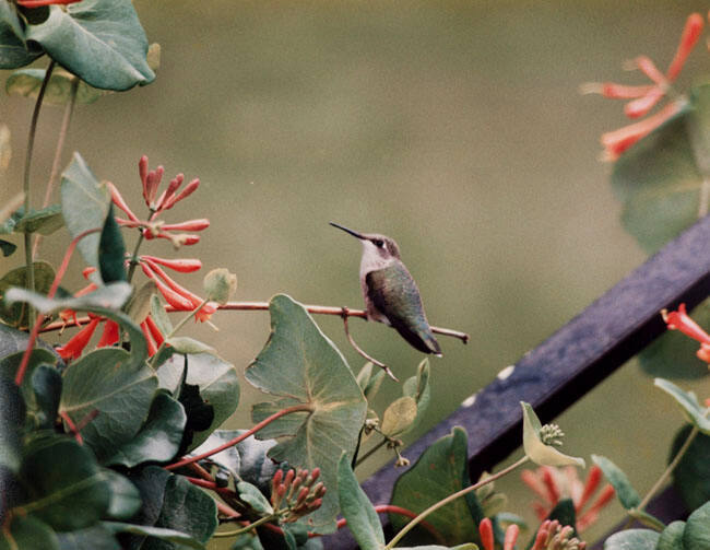 HUMMING BIRD