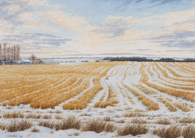 WHEATFIELD IN WINTER NEAR EDMONTON