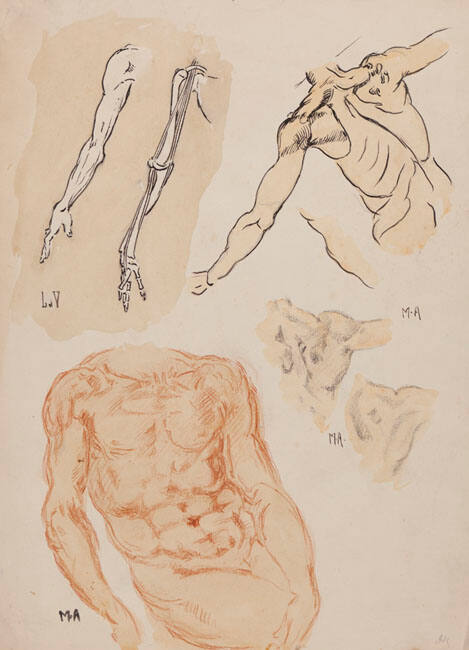 ANATOMY STUDY