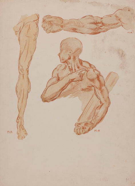 ANATOMY STUDY