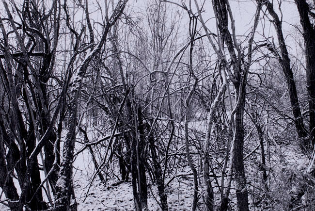 TANGLED BRANCHES, INGLEWOOD BIRD SANCTUARY