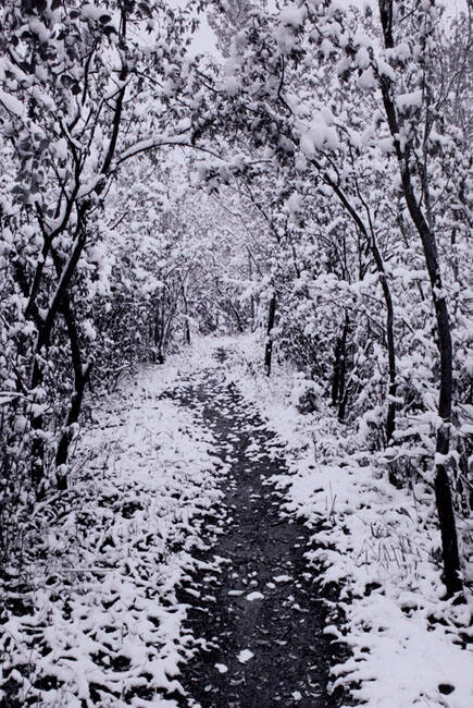 SNOWY TRAIL, ELBOW ISLAND PARK