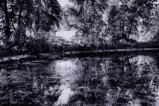 DARK POND, INGLEWOOD BIRD SANCTUARY