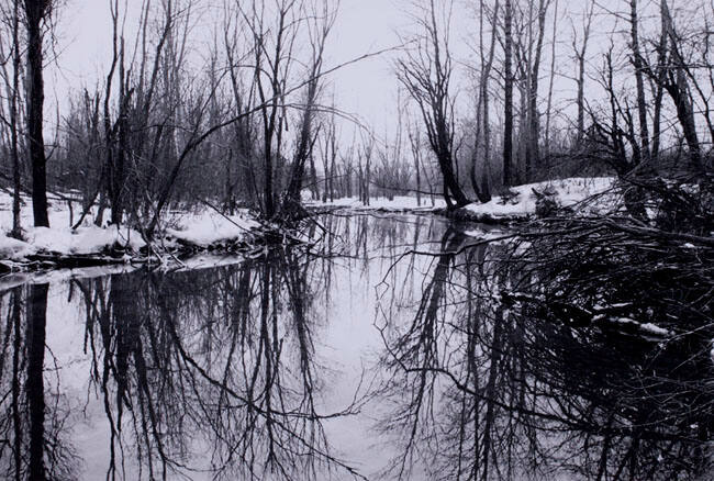 LATE FALL, INGLEWOOD BIRD SANCTUARY