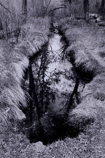 SMALL CREEK, INGLEWOOD BIRD SANCTUARY