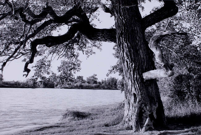 CROOKED BRANCH, CARBURN PARK