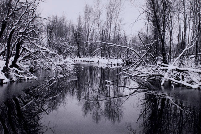 SPRING SNOW, INGLEWOOD BIRD SANCTUARY