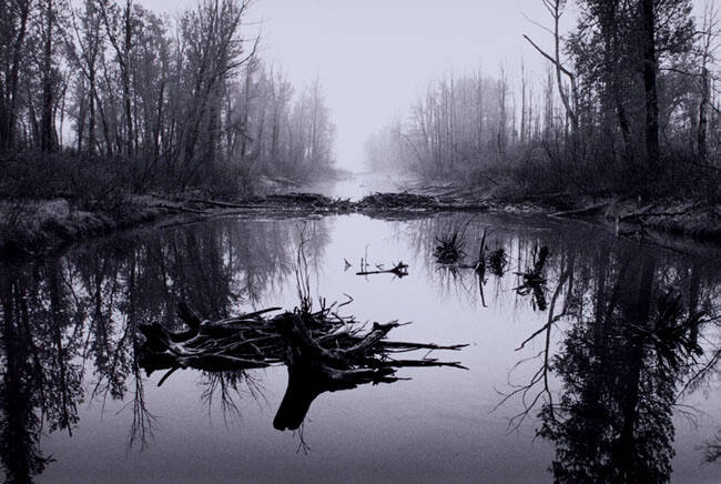 MORNING FOG, INGLEWOOD BIRD SANCTUARY