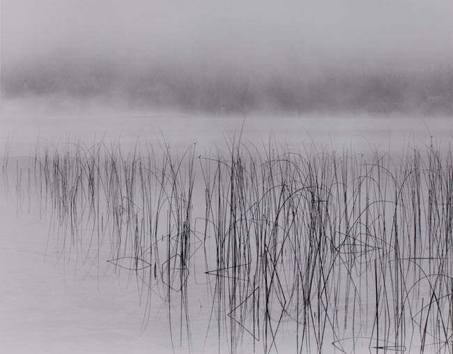 REEDS, FOG, WHITE LAKE, B.C.