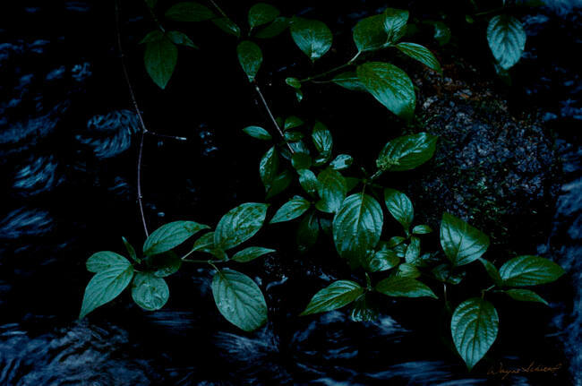 WILLOW LEAVES