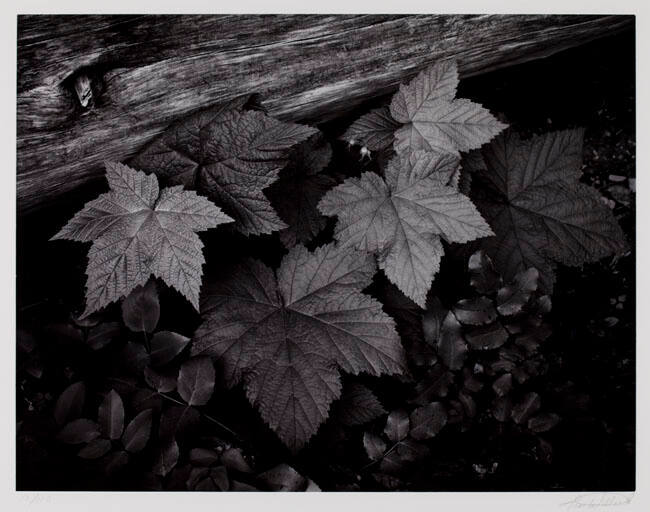 THIMBLEBERRY LEAVES, HELL ROARING CREEK