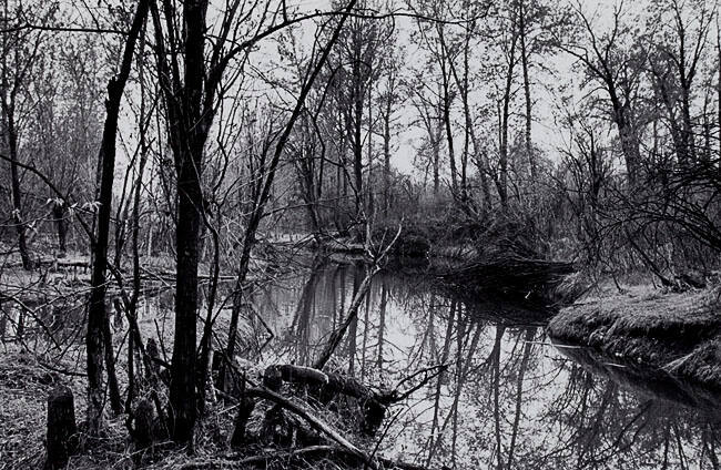 SPRING, INGLEWOOD BIRD SANCTUARY