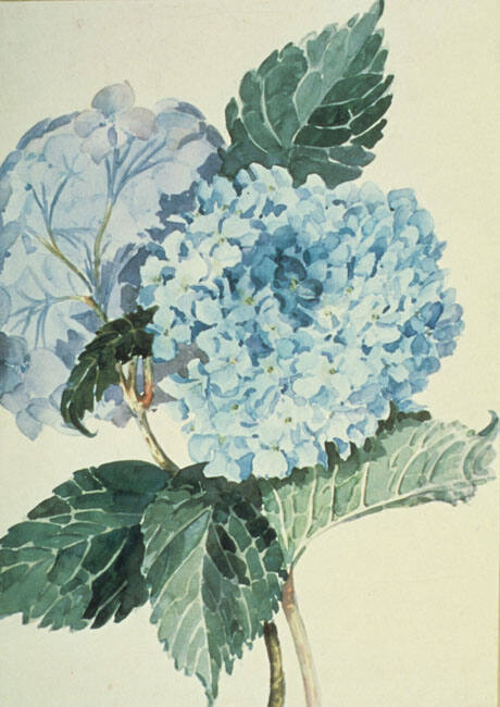 HYDRANGEA