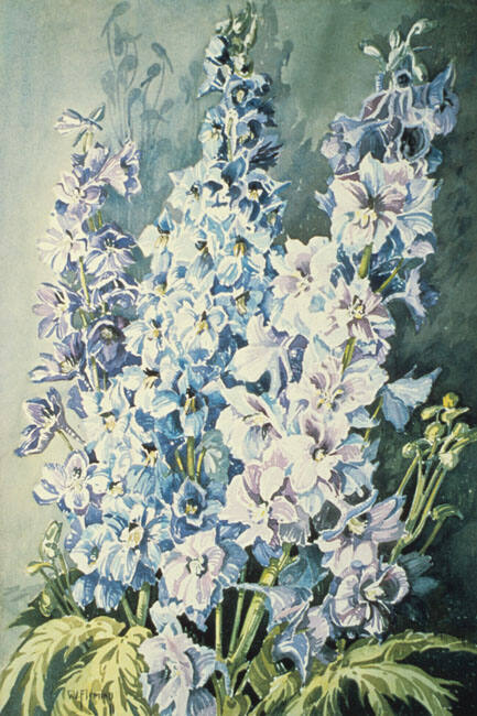 DELPHINIUM