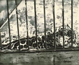 LEOPARD CAGED