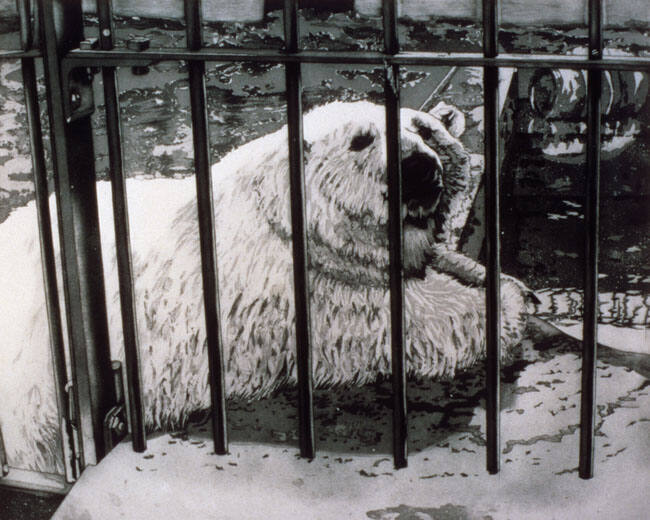 POLAR BEAR CAGED