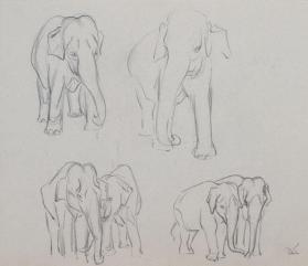 ELEPHANTS CHIEFLY SERIES