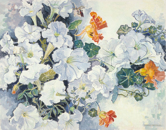 WHITE PETUNIAS AND NASTURTIUMS