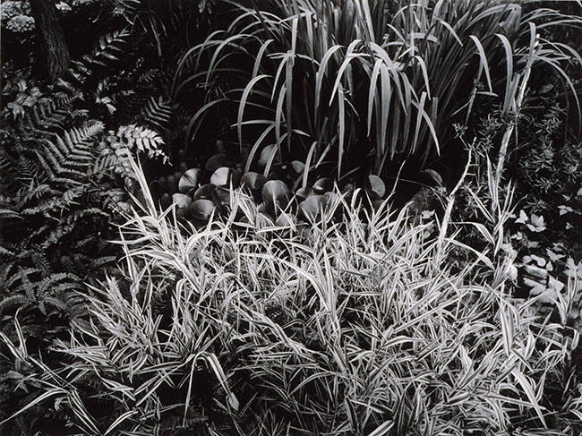 GRASSES, MUTTART CONSERVATORY