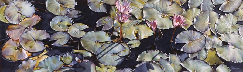 NYMPHAEA