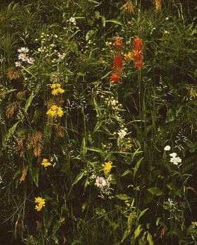 WILDFLOWERS AND GRASSES