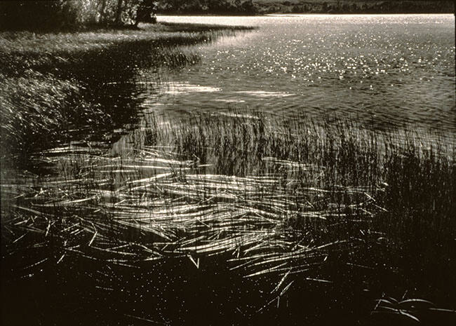 MARSH GRASS, MASKINONGE LAKE AT SUNRISE